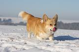 CORGI PEMBROKE 976